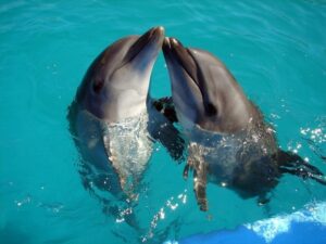 Пара дельфинов фото
